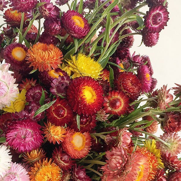 Monstrosum Tall Mix Strawflower - Organic