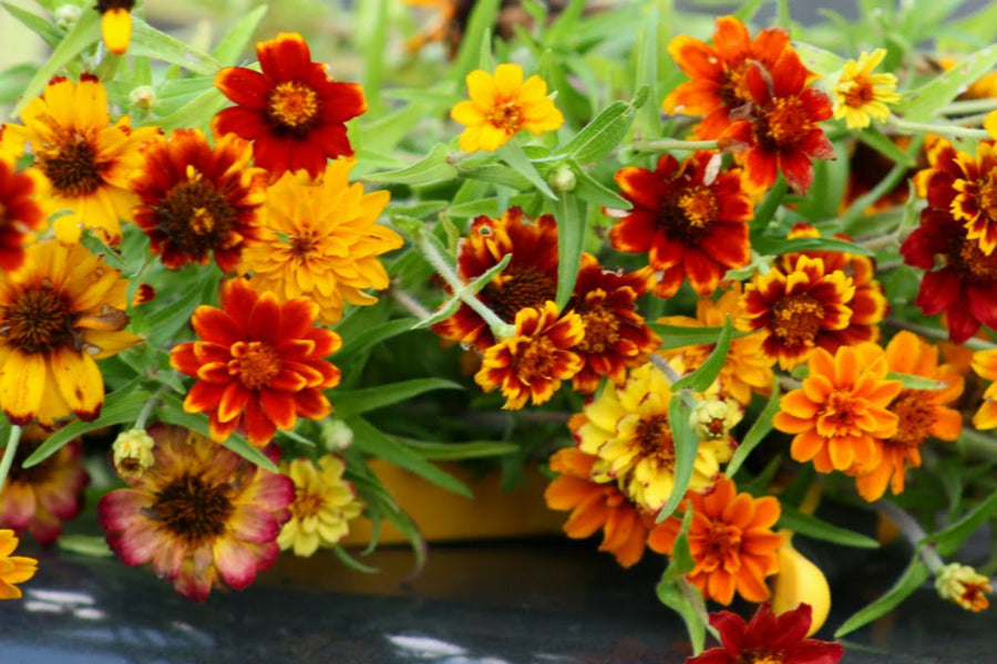 Persian Carpet Zinnia