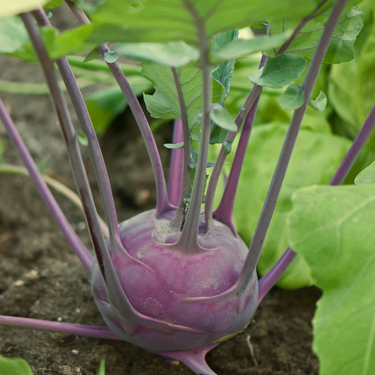 Purple Vienna Kohlrabi - Organic