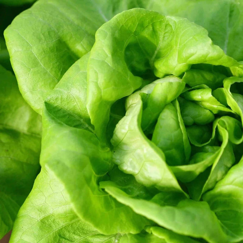 Summer Bibb Lettuce