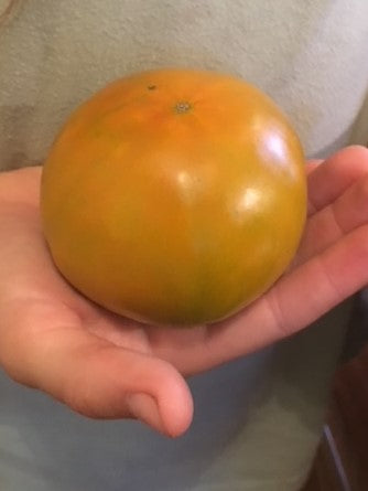 Thornburn's Terra-Cotta Tomato