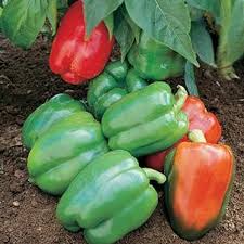 Yankee Bell Pepper - Organic