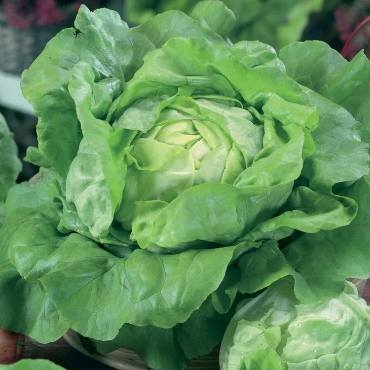 All Year Round Butterhead Lettuce
