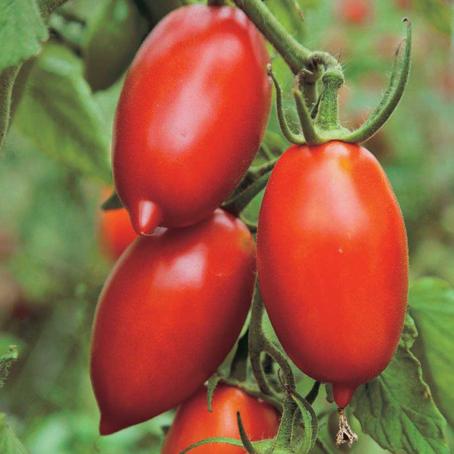 Amish Paste Tomato - Organic