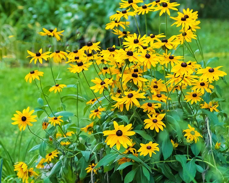 Black Eyed Susan (Rudbeckia)