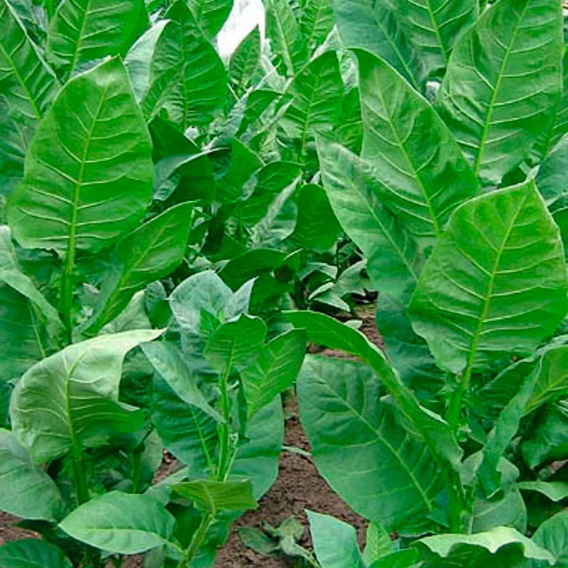 Black Sea Samsun Tobacco