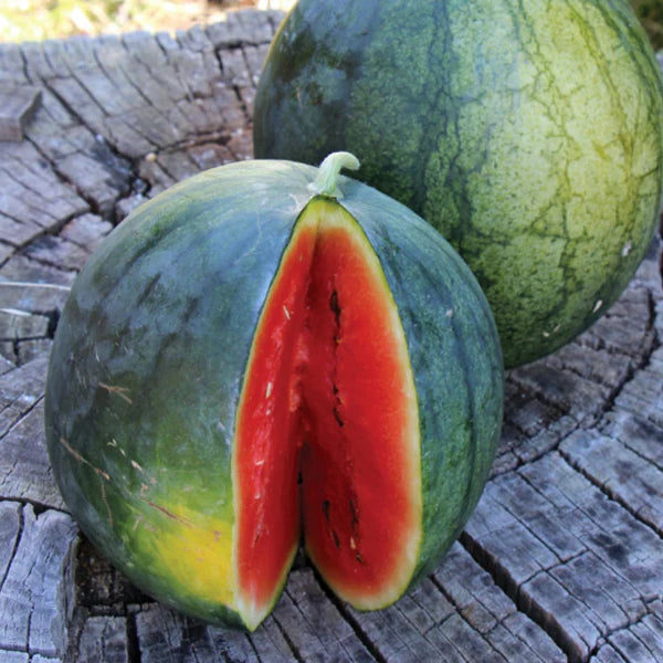 Blacktail Mountain Watermelon - Organic