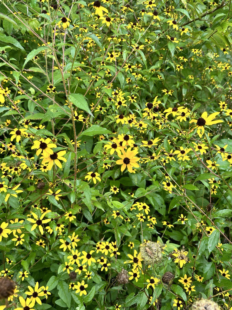 Brown Eyed Susan