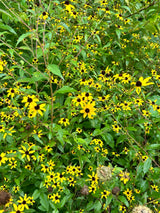 Brown Eyed Susan