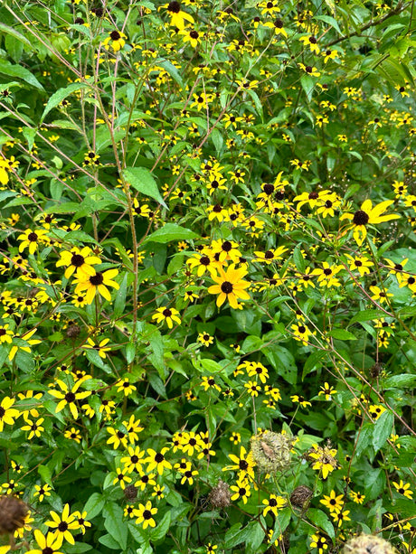 Brown Eyed Susan