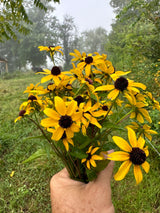 Brown Eyed Susan