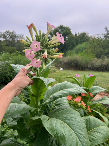 Carolina Bright Tobacco