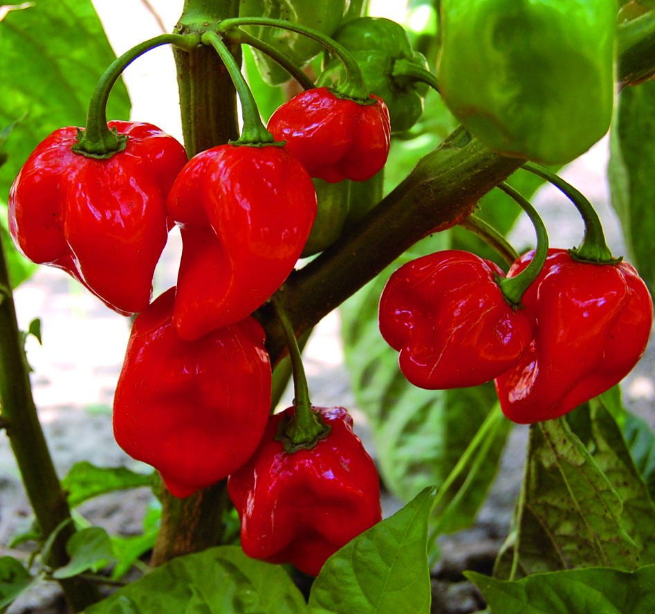 Caribbean Red Habanero - Organic