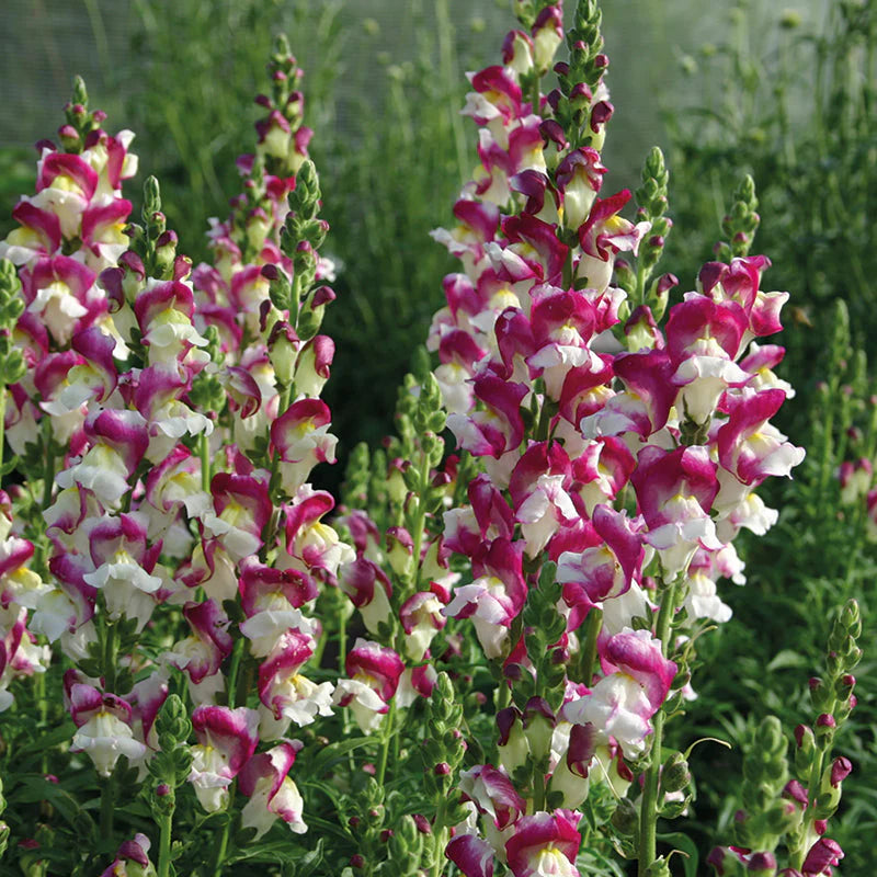 Cherry Twist Snapdragon