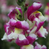 Cherry Twist Snapdragon