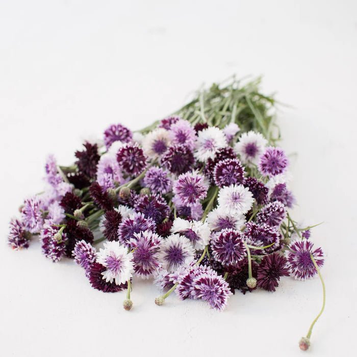 Classic Magic Bachelor Button