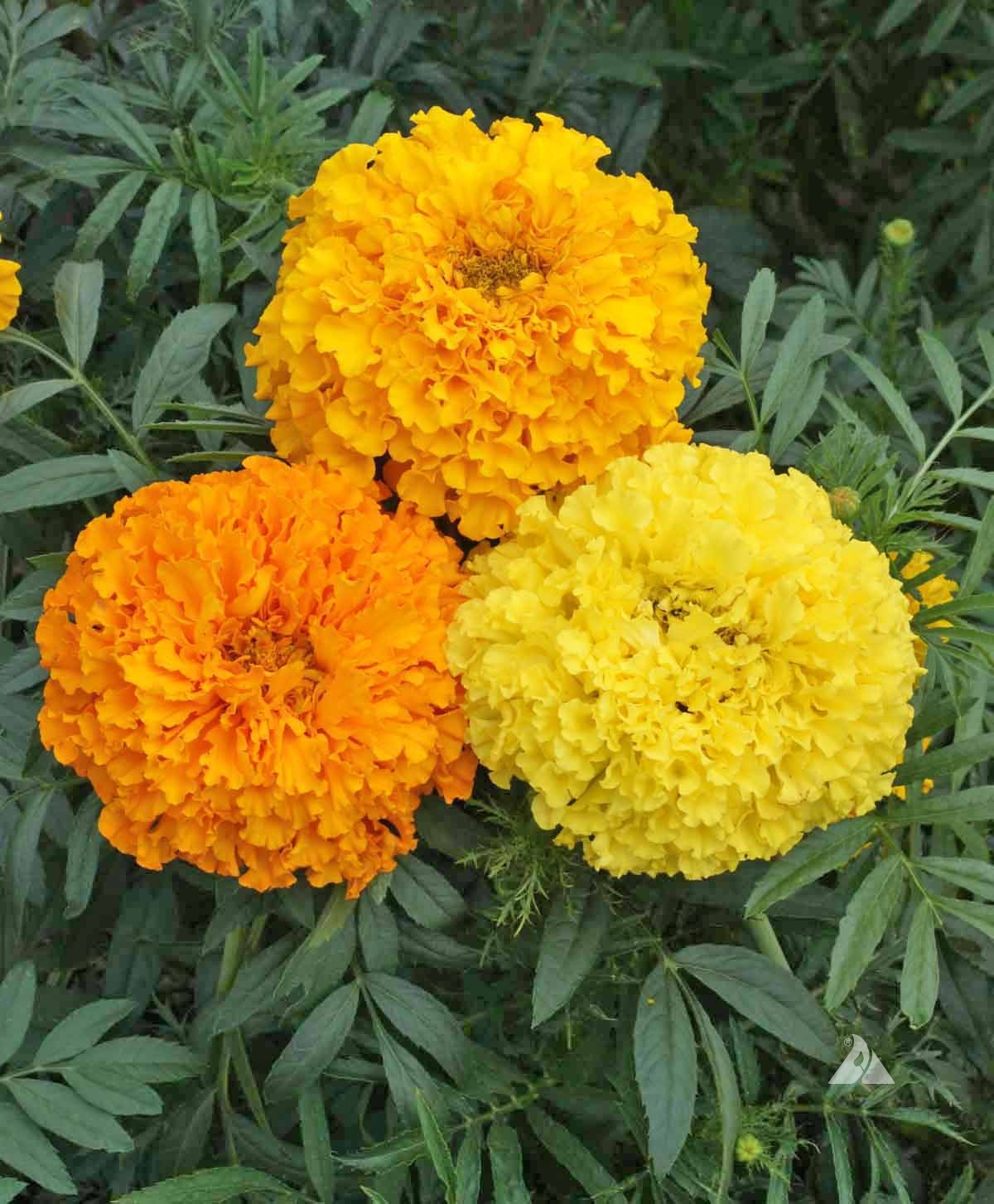 Cracker Jack African Marigold