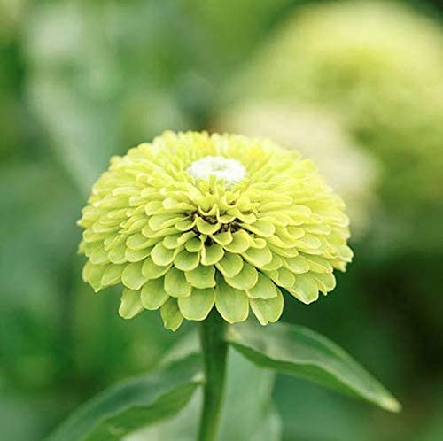 Envy Zinnia