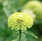 Envy Zinnia