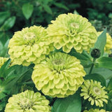 Envy Zinnia