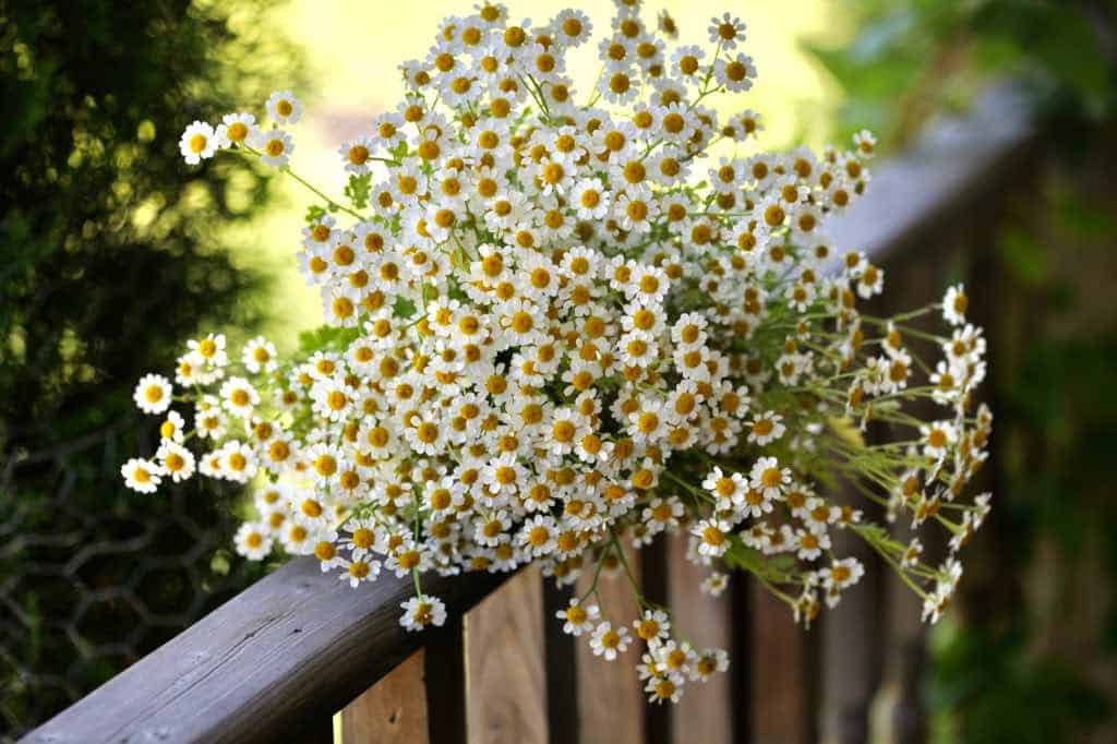 Feverfew