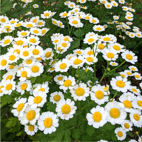 Feverfew