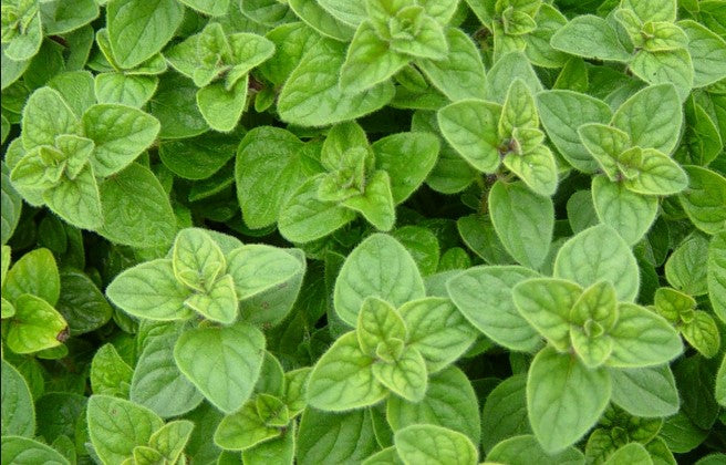 Greek Oregano