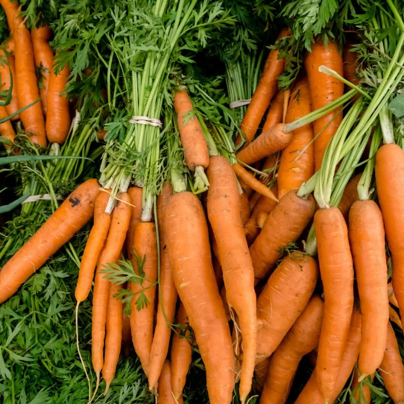 Henderson Tendersweet Carrot