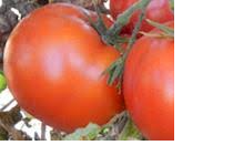 Jerusalem Tomato - Beartaria Fundraiser