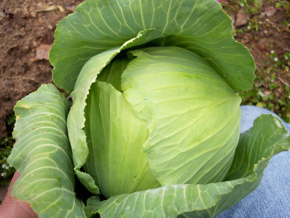 Late Flat Dutch Cabbage