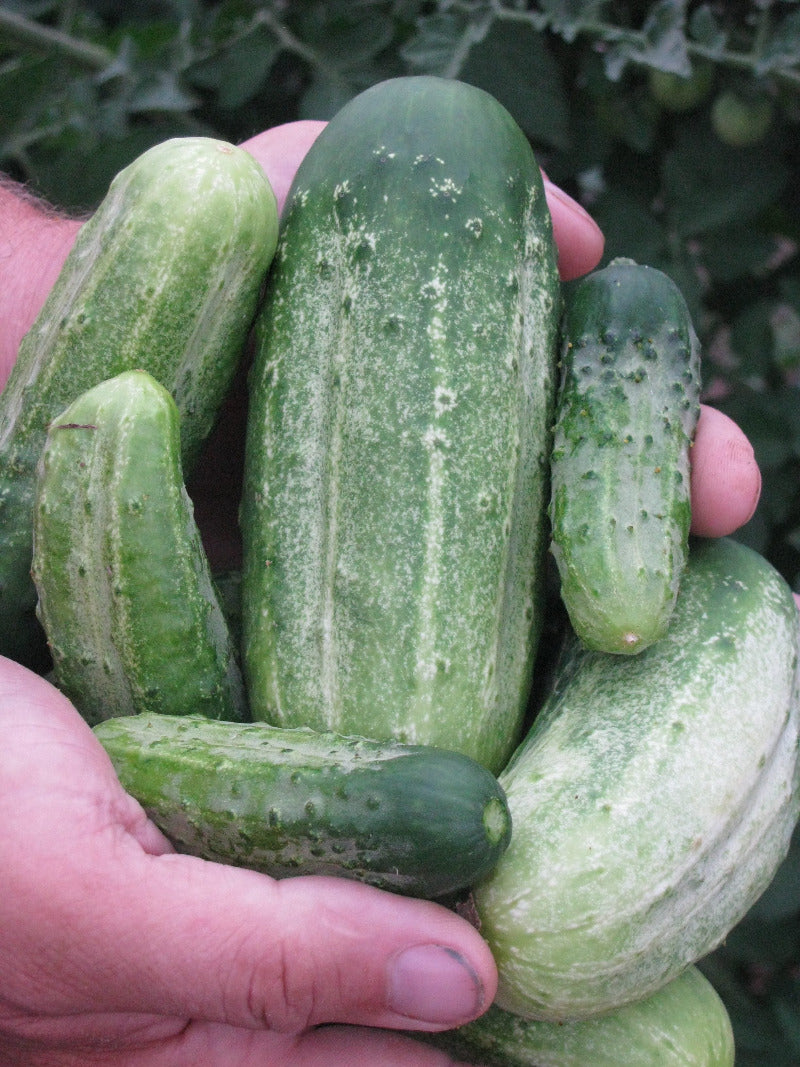 National Pickling Cucumber