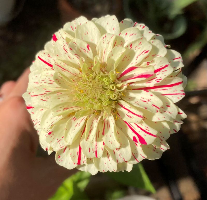 Peppermint Stick Zinnia