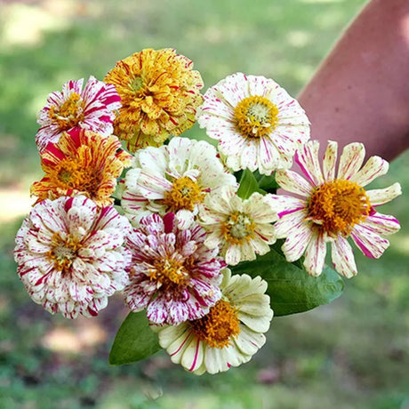 Peppermint Stick Zinnia