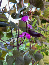 Purple Moon Hyacinth Bean