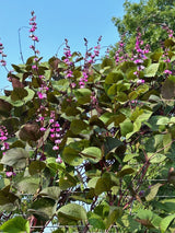 Purple Moon Hyacinth Bean