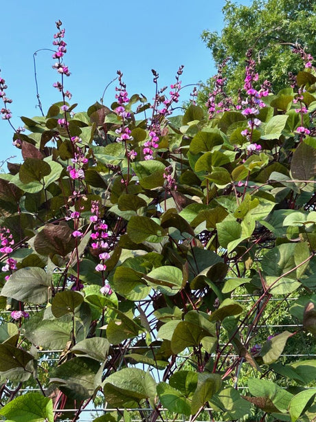 Purple Moon Hyacinth Bean