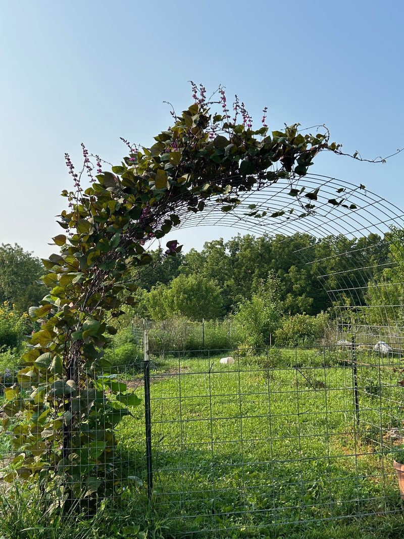 Purple Moon Hyacinth Bean