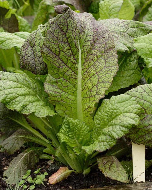 Red Giant Mustard - Organic