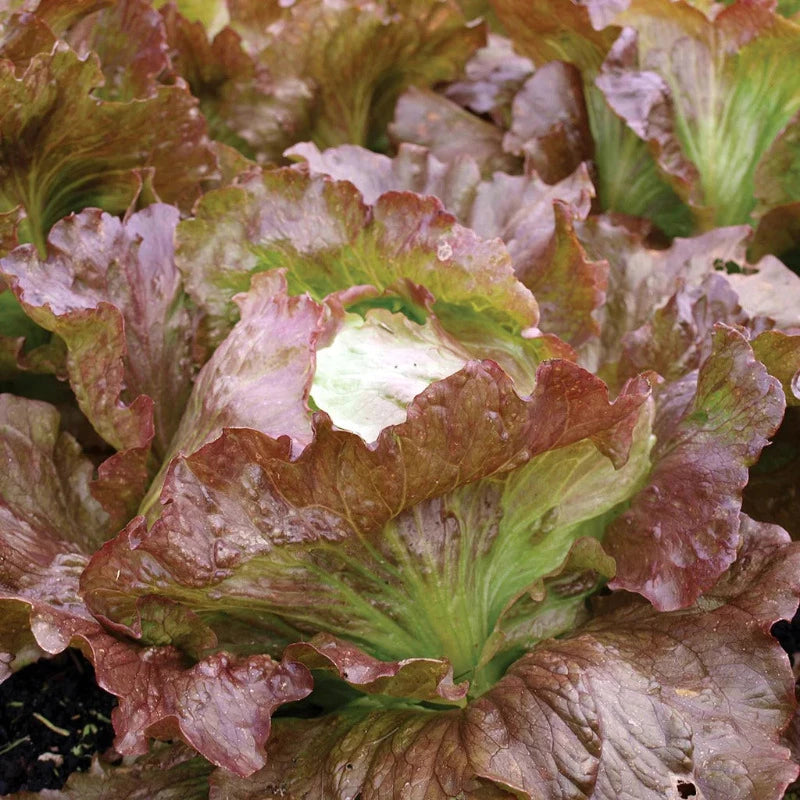 Red Iceberg Lettuce - Organic