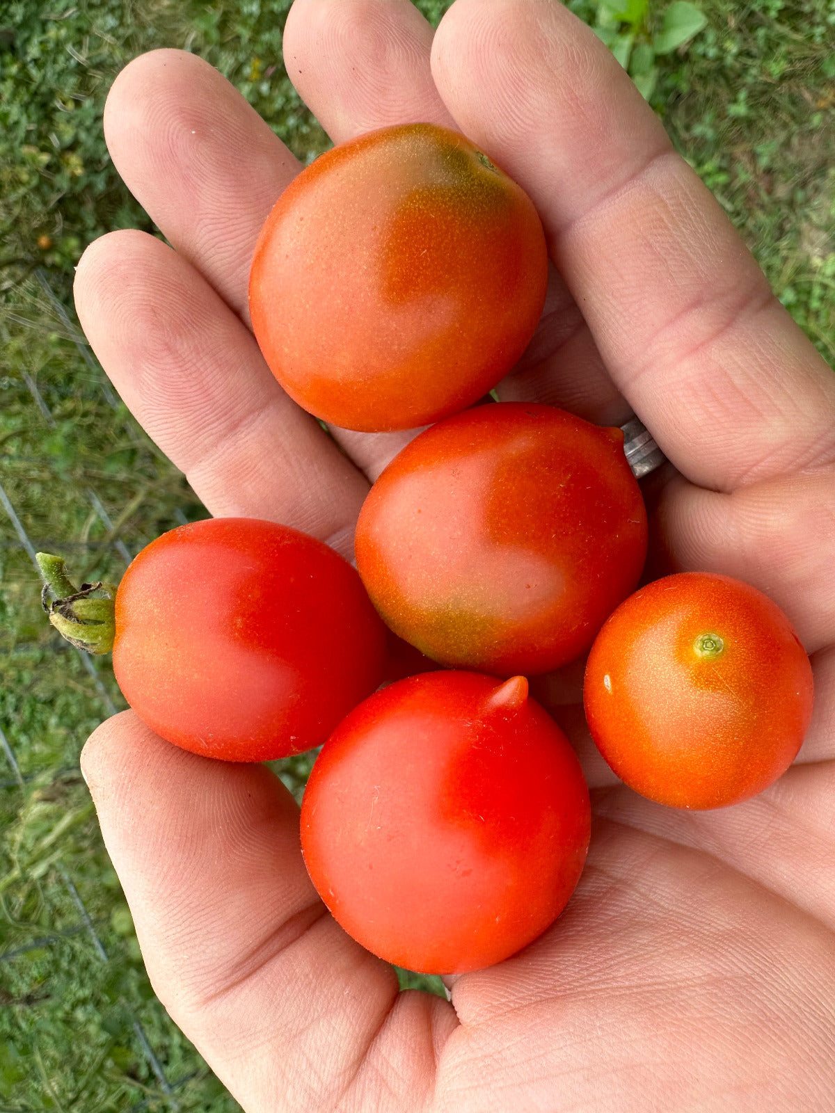 Riesentraube Tomato