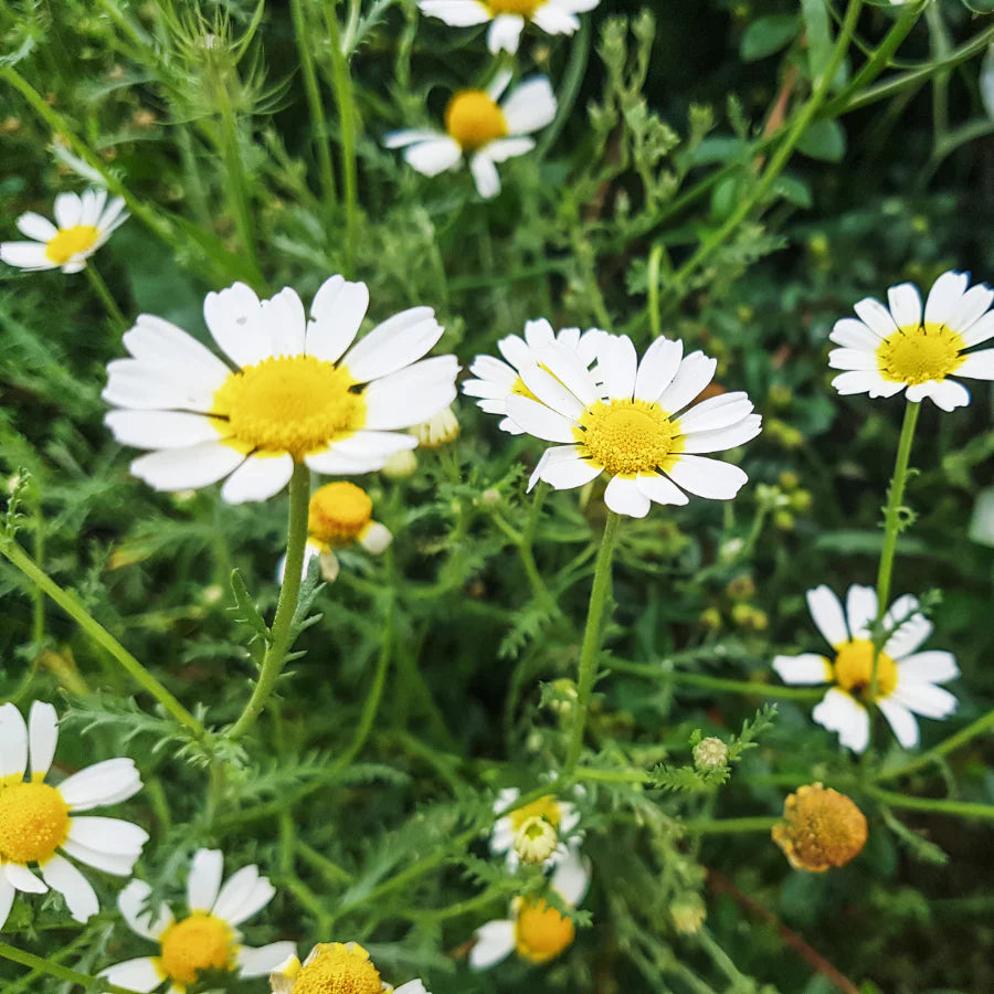 Roman Chamomile