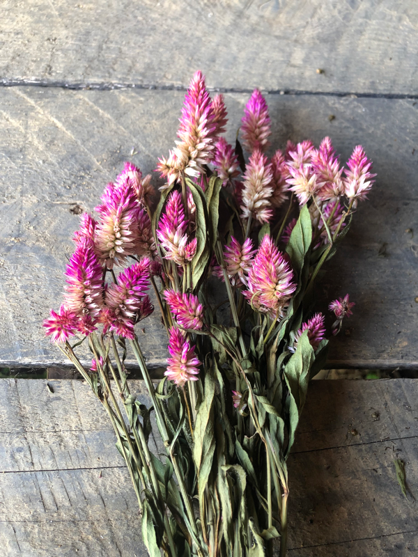 Ruby Parfait Celosia - Organic