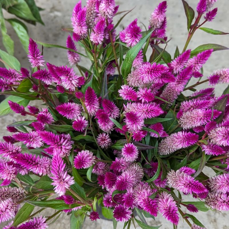 Ruby Parfait Celosia - Organic