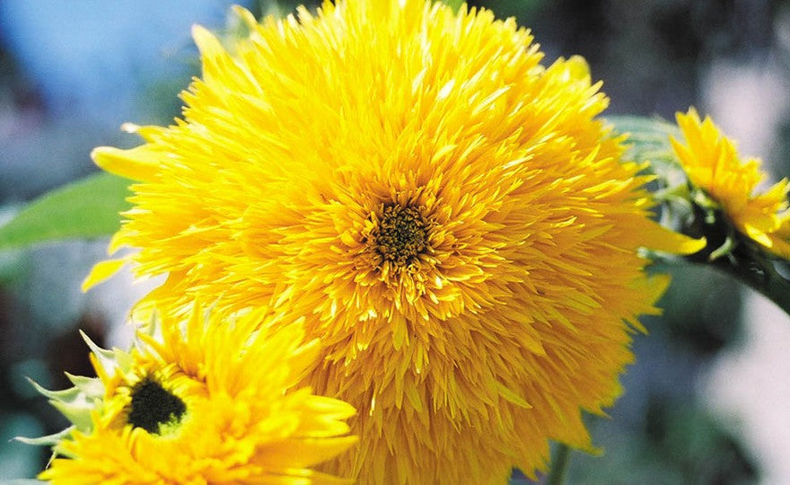 Sungold Dwarf Sunflower