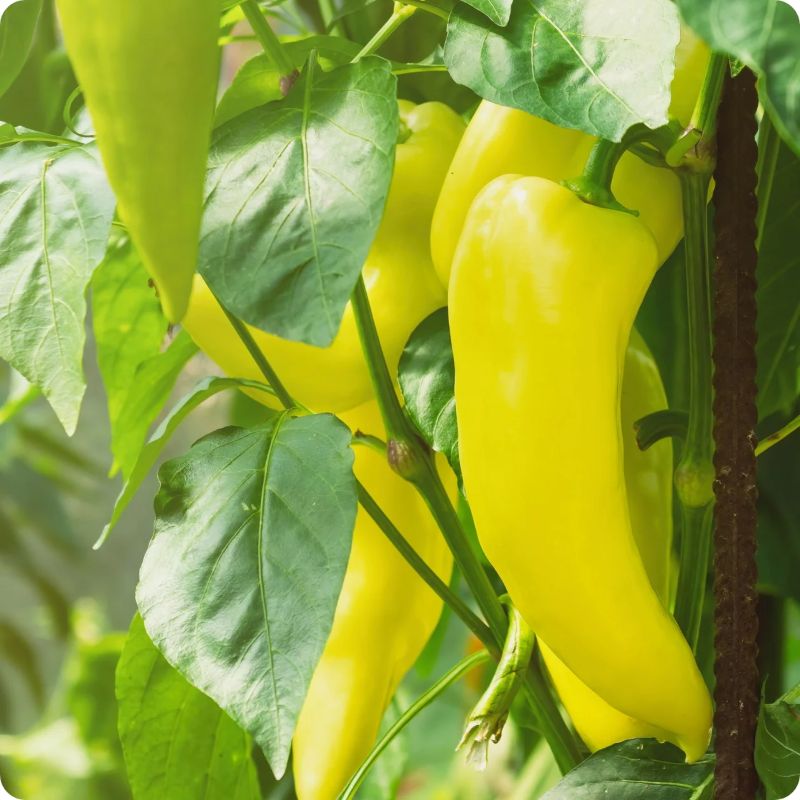 Sweet Banana Pepper