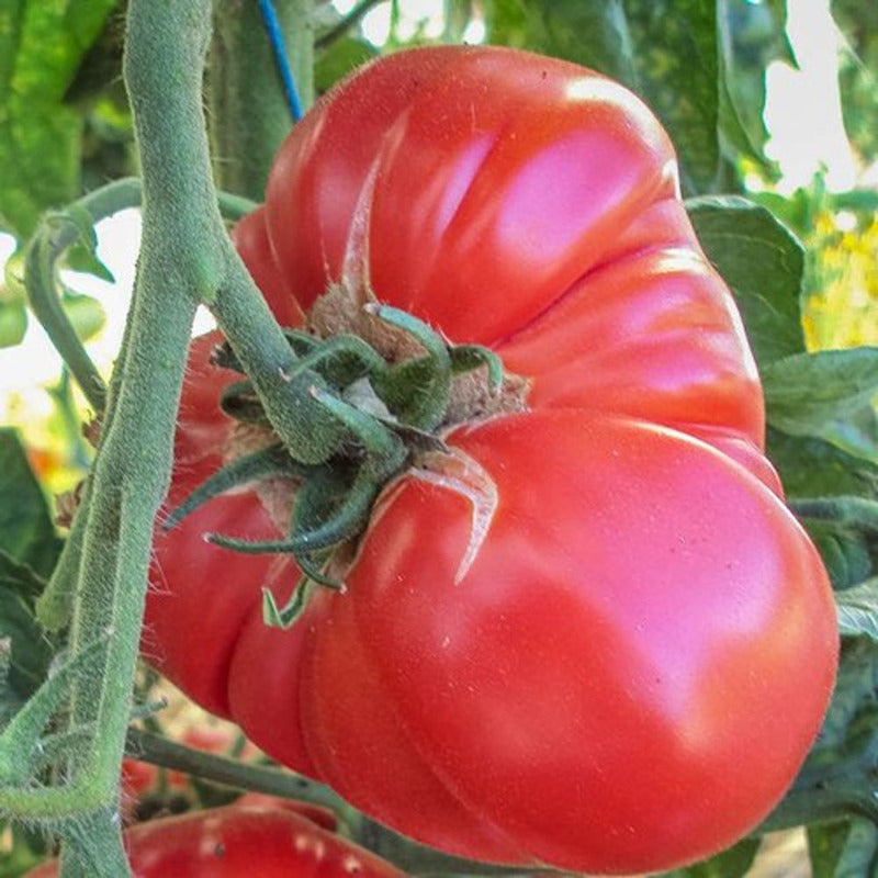 Tiffen Mennonite Tomato - Organic