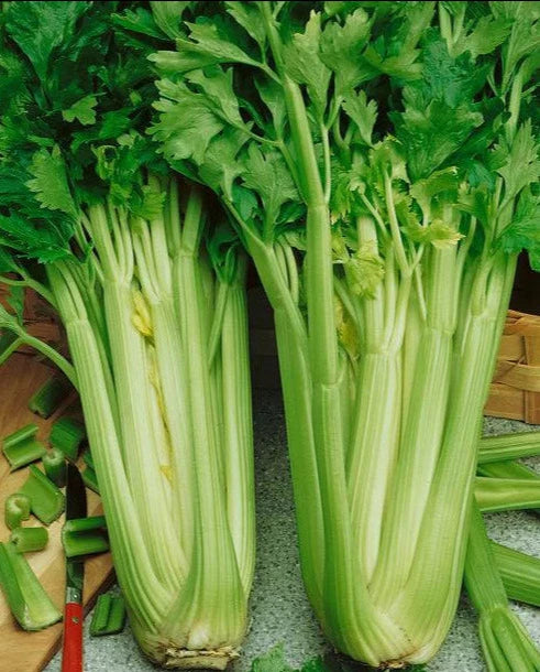 Utah 52-70 Celery