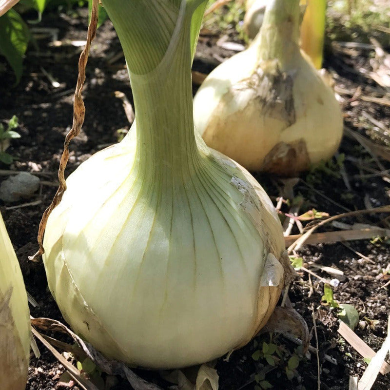 White Sweet Spanish Onion