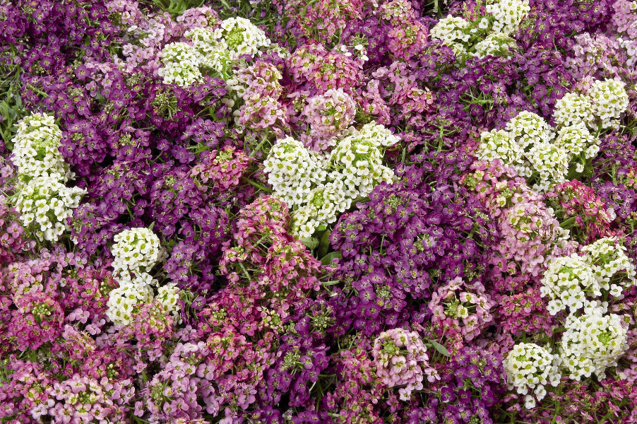 Wonderland Series Mulberry Mix Alyssum