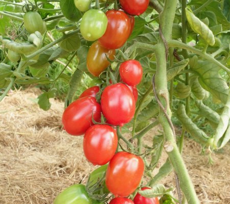 A Grappoli D’Inverno Tomato